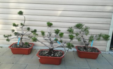 Bonsai Pinus Nigra